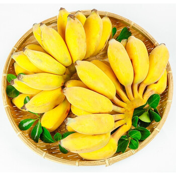 小米蕉 香蕉 新鲜水果 现摘皇帝蕉 国产香蕉水果 高山精品小米蕉 5斤