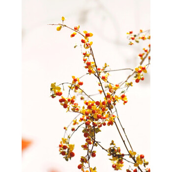 jdnxx 水培植物南蛇藤鲜花干枝鲜枝插水开花北美冬青进口鲜切花室内好