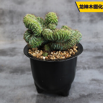 多肉植物 アエオニウム ❤️小葉香炉皿法師缀化❤️23cm!拔き苗！3年生老桩 缀化多肉品牌及商品- 京东