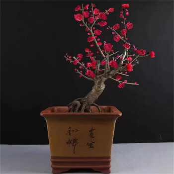 红梅盆景价格报价行情- 京东