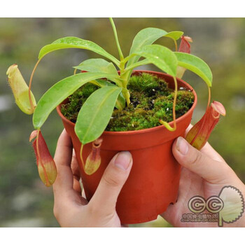 采缇红瓶猪笼草食虫植物小虫草堂盆栽储水驱蚊草捕蝇草甲醛卧室内种子猪笼草l 生产盆种好发直径 30厘米含盆 图片价格品牌报价 京东