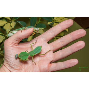 中华大刀螳螂活体幼体个性爬宠物活体螳螂成体螳螂宠物圆盾4l