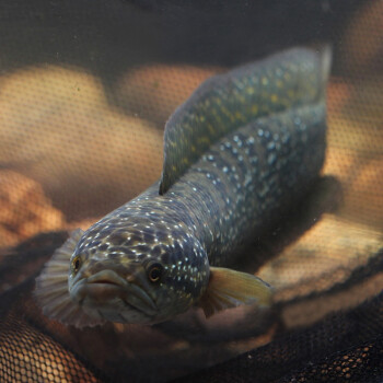 雷龍魚活體活魚大型稀有白甲彩虹雷龍魚白化冷水觀賞魚兇猛魚淡水