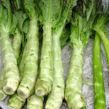 新鲜莴笋现摘新鲜莴笋农家自种莴苣新鲜翠绿蔬菜现摘10斤钜惠装净重