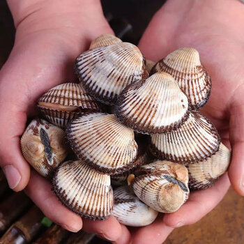 宏嘉睿顺丰海鲜水产贝类鲜活毛蛤泥蚶毛蚶鲜蛤新鲜赤贝大毛蛤整箱6斤