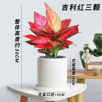 如意皇后盆栽花稀有中国红植物盆景花叶万年青室内水培好养吉利红大吉利红 大亚光白盆 含盆 图片价格品牌报价 京东