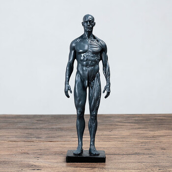 人体模型 96257-7223267.webp