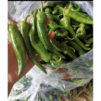 咖咪龙(kamilong)新摘辣妹子 辣椒特辣辣青椒尖椒薄皮非常辣2500g