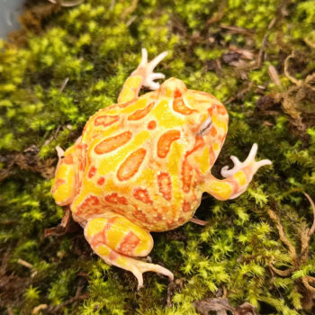 黄金角蛙排行- 京东
