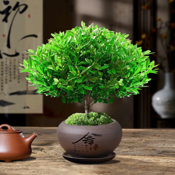 【国内配送】 葉盆 煎茶盆 横55.5㎝ 蓮葉盆 紫檀 一木刳り貫き 木工芸 天然木 盆