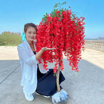 紫藤花树苗紫藤花盆栽地栽阳台庭院当年种植当年开花 京闪配送 国旗红3年苗一颗 图片价格品牌报价 京东