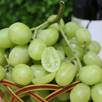 无籽青提2斤爽脆多汁进口提子现货秋天酥青葡萄新鲜水果 1500g