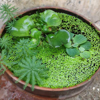 鱼池净化水植物养鱼草水草四季淡水鱼缸水生植物水草漂浮小浮萍水芙蓉5株 水葫芦2株 狐尾藻5株 图片价格品牌报价 京东