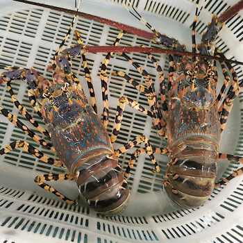 蝶岛船说澳洲龙虾小青龙虾冷冻大花龙新鲜澳龙特大龙虾青龙虾海鲜年货