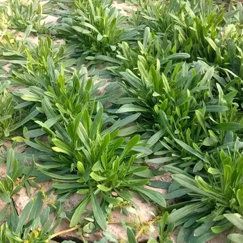 恬女神 新鲜蔬菜面条菜羊蹄棵新鲜面条菜时令蔬菜蒸菜 3斤