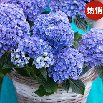 绣球花苗盆栽阳台花卉变色无尽夏庭院别墅花园植物多年生四季耐寒