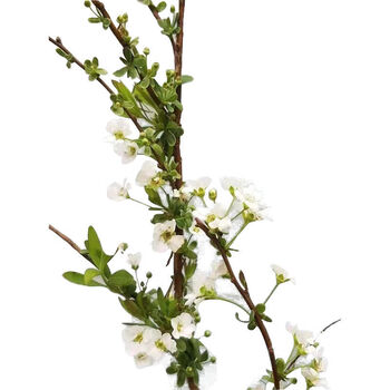 精选 雪柳干枝遇水开花耐寒鲜花水培花卉干枝花喷雪花插水开花植物花卉10只60厘米清香雪柳 图片价格品牌报价 京东