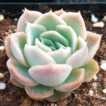 物鲜仙子多肉植物稀有罕见贵货萌肉办公室内阳台花卉组合盆栽 浅黄色