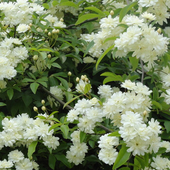 白木香(爬藤)单季花 0