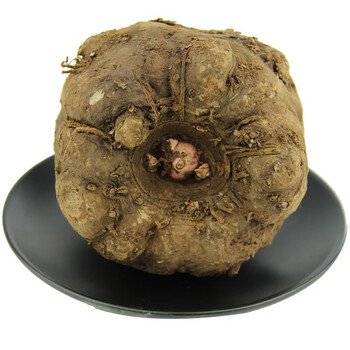 生魔芋新鲜 魔芋头现挖大个 做魔芋豆腐原料农家自种 3斤