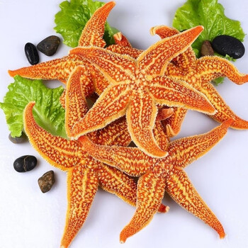 海星500g大海五星食用干货20g250克海盘车煲汤泡酒料中 20克 小