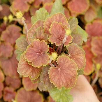 imu)矾根植物盆栽大苗室内耐寒四季庭院阳台观叶花卉绿植 三角洲黎明