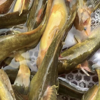 贝言美东北黑龙江乌苏里江抚远特产野生牛尾巴鱼4斤顺丰