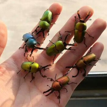 观赏宠物印尼金锹彩色锹形虫新手入门品种昆虫宠物甲虫幼虫成虫 1-2龄