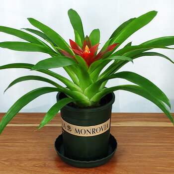 植物水培盆栽小红星鸿运当头凤梨盆栽办公室桌面盆景花卉加仑盆 鸿运当头 图片价格品牌报价 京东