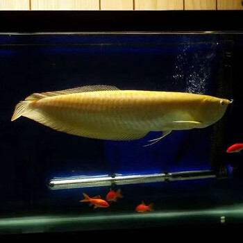 jypet黄化红眼白子银龙鱼观赏鱼金龙鱼活体红龙鱼活招财鱼风水鱼苗