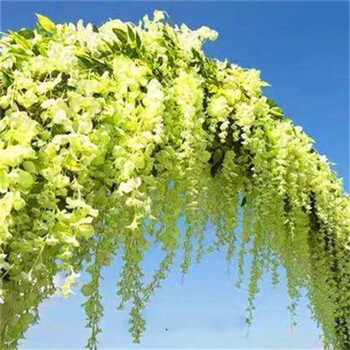 紫腾花树多花紫藤花苗树苗爬藤植物攀援花卉庭院围墙四季开花蔓藤紫老桩黄金藤4年 图片价格品牌报价 京东