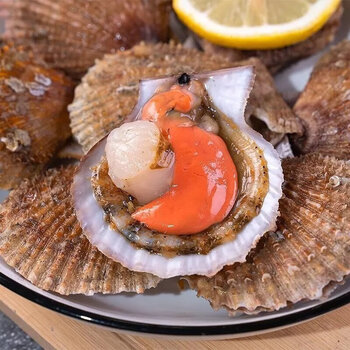 施佳嗒扇贝鲜活海鲜整箱水产批发港湾贝鲜活贝类3斤6斤一箱大号特大号