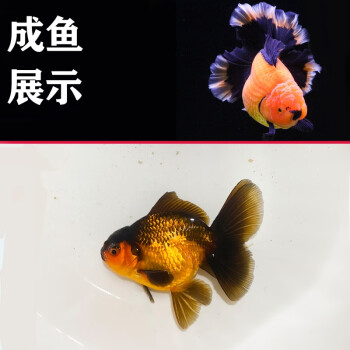 百褶裙精品泰獅1金魚活體觀賞魚原泰冷水新手活魚漁場78紅黑百褶苗