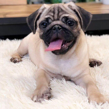 45天保障巴哥犬八哥犬幼犬幼崽活体纯种宠物狗狗宠物级母