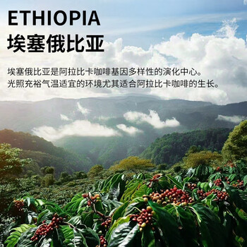 LUJIAZUI鹿家嘴埃塞耶加雪菲 孔加G1原生种浅度烘焙手冲单品咖啡豆200g