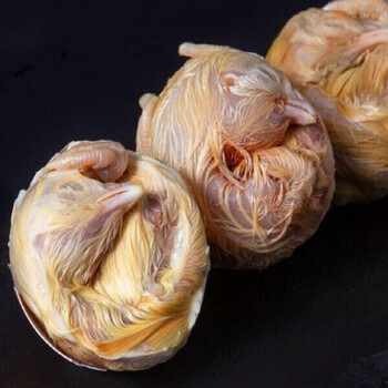 毛蛋鸡胚蛋毛鸡蛋新鲜喜蛋凤凰蛋19-21天全鸡生40枚 40枚