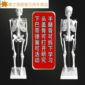 人体模型 背椎骨盤模型 等身大-