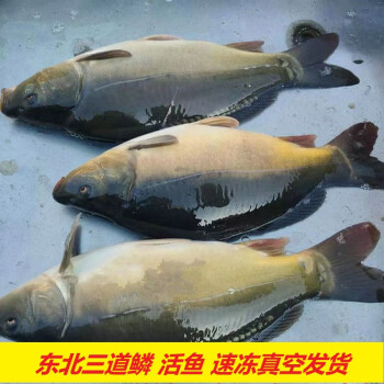 茗老漢 東北速凍鮮活三道鱗鯉無磷鯉魚鬆花江淡水魚活魚真空 三道鱗