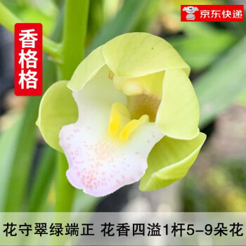 兰花流体相关- 京东