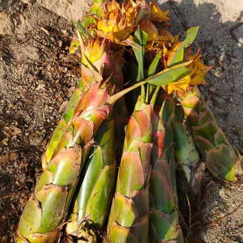 江影清云南乡村地涌金莲6090公分带花千瓣莲花佛教圣花90公分以上带花