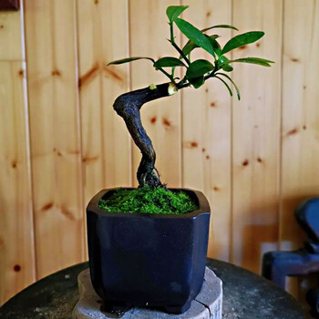 精选 金豆盆景盆栽新鲜台州豆迷你微盆景素材四季长青不落叶观果植物金豆盆栽素材随机1个无盆 图片价格品牌报价 京东