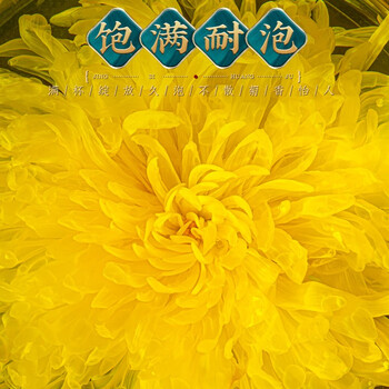福茗源茶叶花草茶 菊花茶金丝皇菊精选30大朵一朵一杯泡水喝花茶礼盒20g