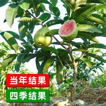 台湾グアバ取木苗木　改良品種　番石榴 芭乐　バンシル 去年実たくさんなりました！台湾グアバ取木苗木(特大) 番石榴 芭乐