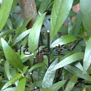 有仁堂 10斤跌打续骨新鲜小驳骨 接骨草 驳骨草 10斤跌打续骨新鲜小驳