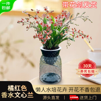 兰花流体相关- 京东