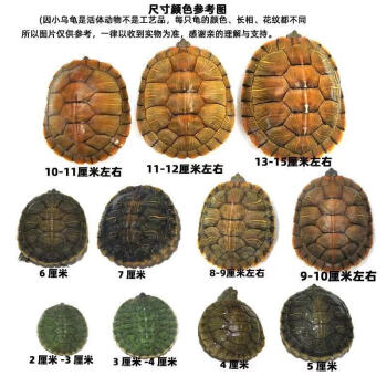 乌龟年龄颜色越深图片