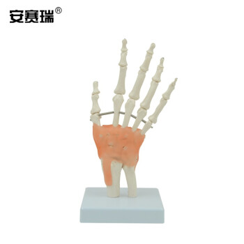 安赛瑞 关节模型 人体手关节模型附韧带 手骨尺骨桡骨模型 骨科全医人体手关节结构解剖模型 601403