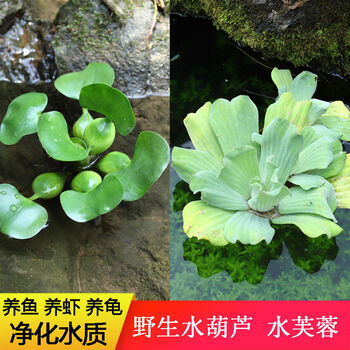 水葫芦水生植物鱼缸金鱼乌龟水草造景净化水质水培绿植水葫芦10棵 水芙蓉10棵 图片价格品牌报价 京东