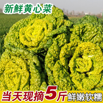 黃心菜新鮮黃心烏烏塌菜小白菜油菜青菜捲心烏奶白菜時令蔬菜5斤