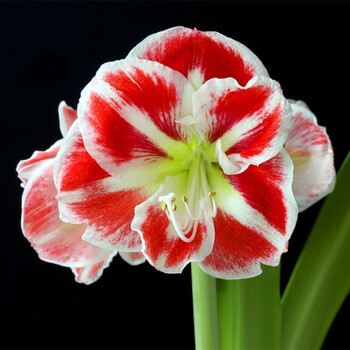 【现货】重瓣朱顶红花苗切球侧生组培球 园艺复瓣双瓣朱顶 桑巴舞 1-2